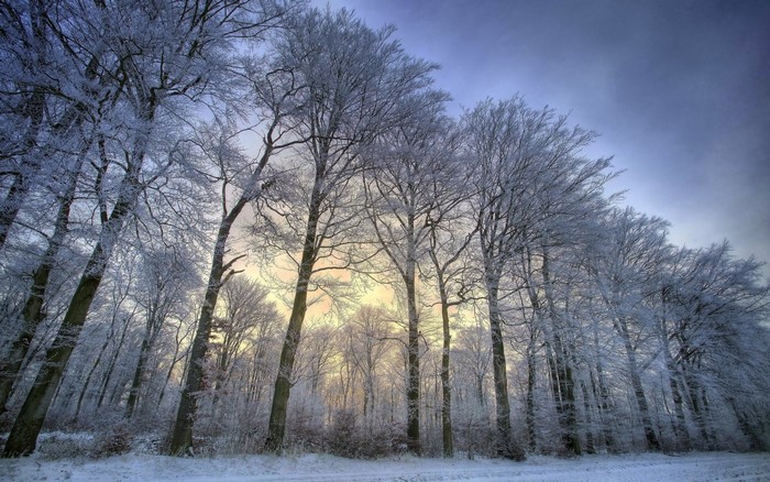 Frost-covered trees in a winter forest at sunrise