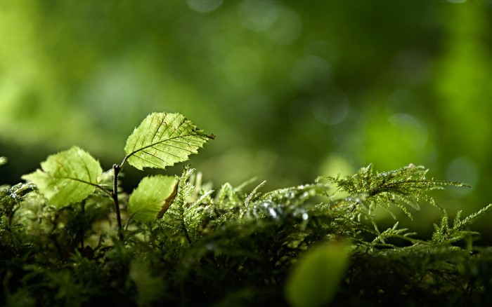 Close-up of a young plant with green leaves and moss