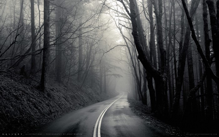 Misty forest road with bare trees