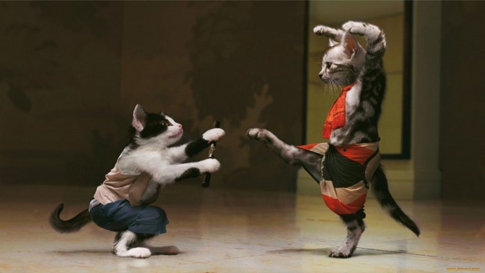 Two cats in martial arts poses