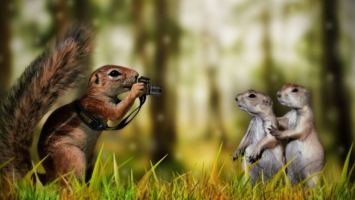 Squirrel photographer takes pictures of two prairie dogs