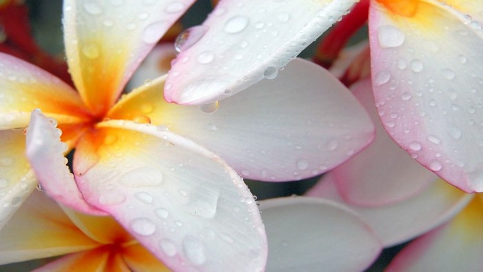 Close-up of Plumeria flowers with water drops