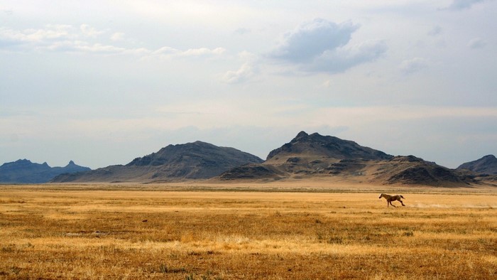 Horse running in a vast grassland with mountains in the background