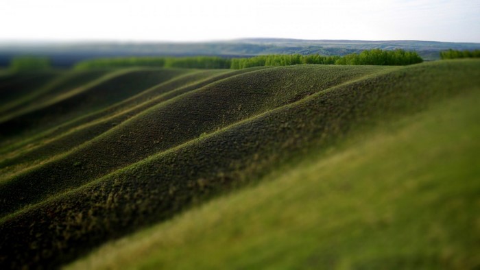 Rolling green hills with a line of trees in the distance