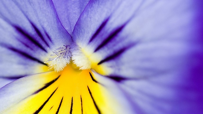 Close-up macro photography of a purple and yellow pansy flower