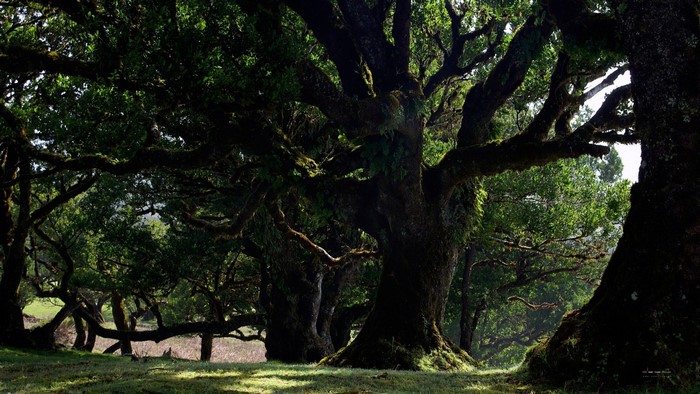 Sunlight filtering through ancient trees in a forest