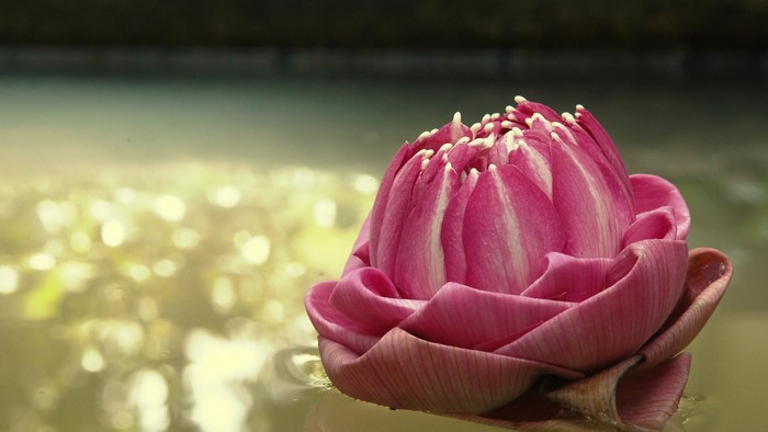 Pink lotus bud floating on water