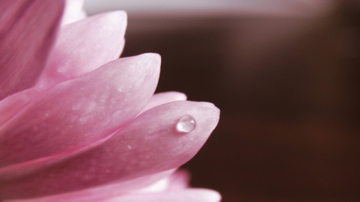 Close-up of a pink flower petal with a water droplet