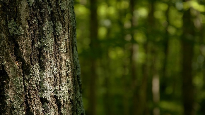 Tree trunk with lichen in a forest