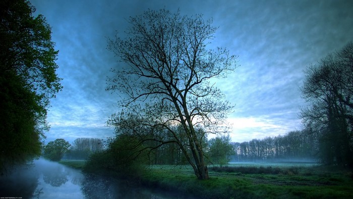 Misty river and trees at dawn