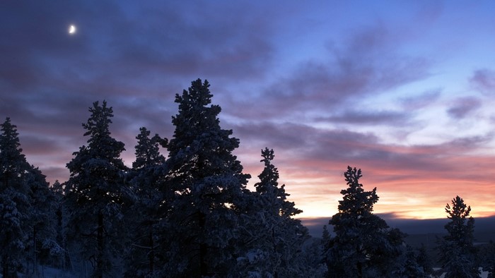 Winter forest at dusk with crescent moon