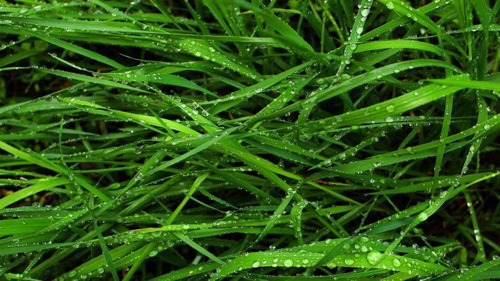 Close-up of green grass with water droplets