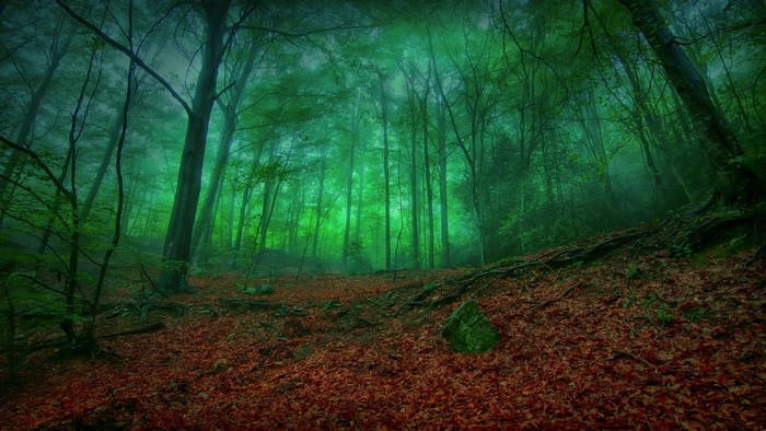 Misty green forest with fallen autumn leaves