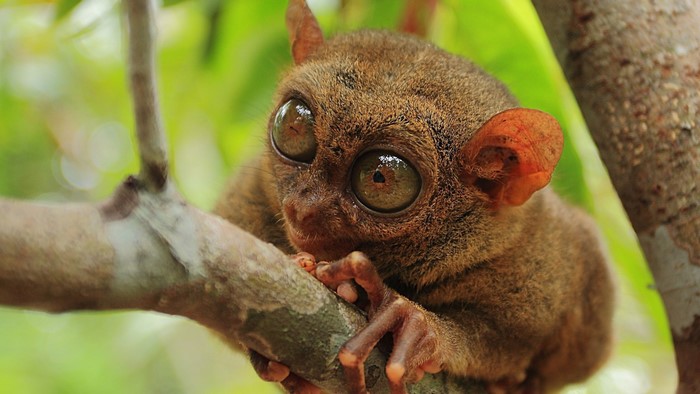 Close up of a Tarsier primate on a tree branch