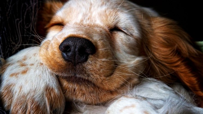 Close up of a sleeping English Cocker Spaniel puppy