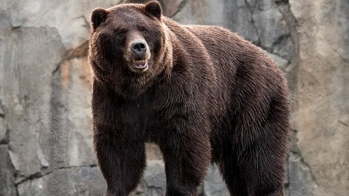 Grizzly bear standing in front of rocks