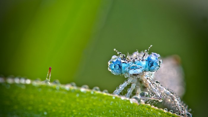 Close-up of a damselfly covered in dew drops