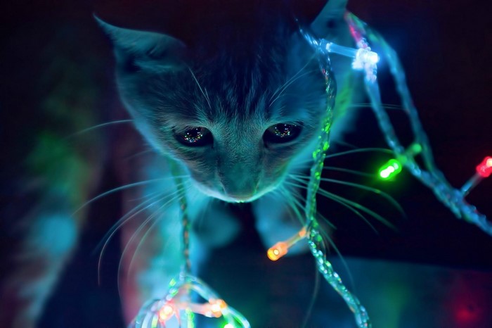 Kitten looking at Christmas lights