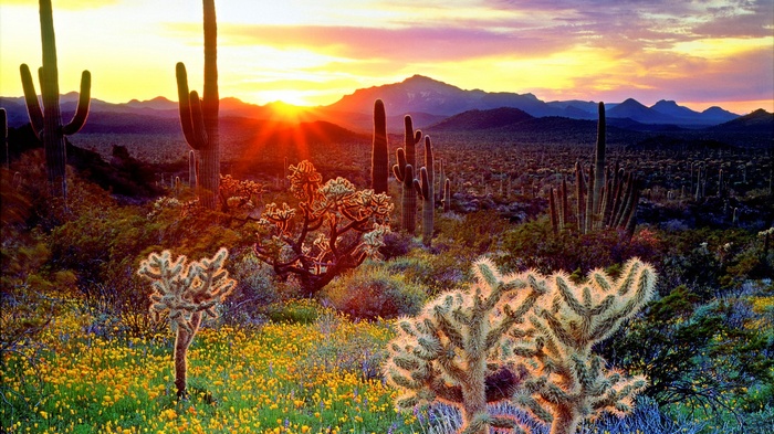 Desert landscape at sunset with saguaro cacti and wildflowers