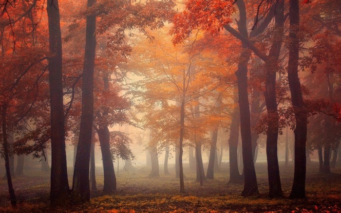 Misty autumn forest with orange and red leaves