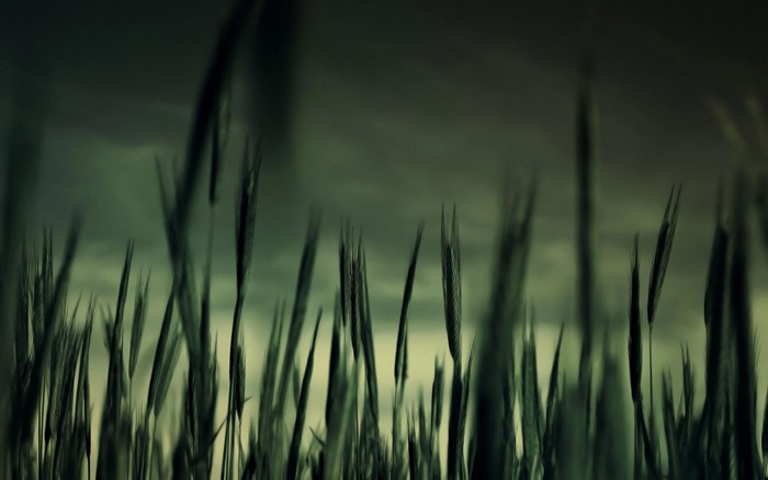 Close-up of grass stalks against a dark sky