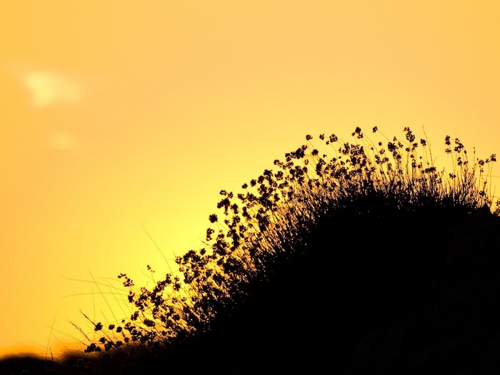 Silhouette of flowering plants against a yellow sunset sky