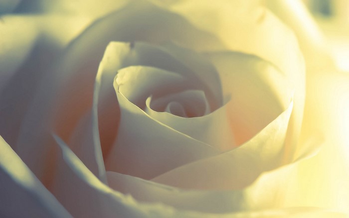 Close up of a white rose with yellow lighting