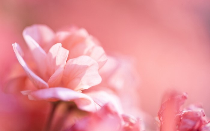Close up of pink flower petals