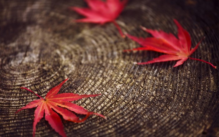 Red maple leaves on a wooden surface
