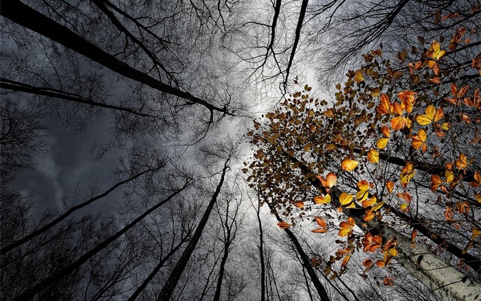 Looking up through trees in autumn and winter