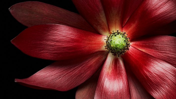 Close-up of a red flower with a green center