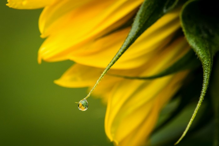 Close-up of a sunflower petal with a water droplet