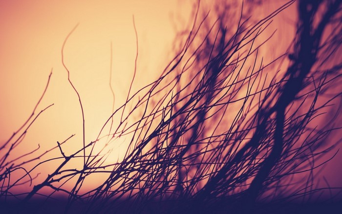 Silhouetted branches against a sunset sky