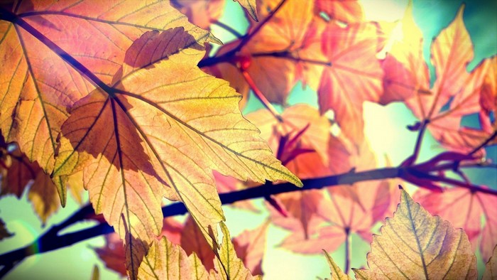 Close-up of autumn maple leaves with sunlight
