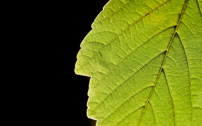 Close-up of a green leaf with visible veins