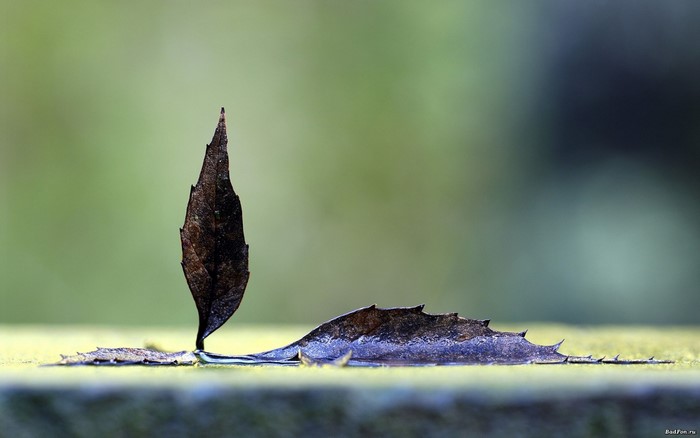 Close-up of a dry leaf resembling a sailboat