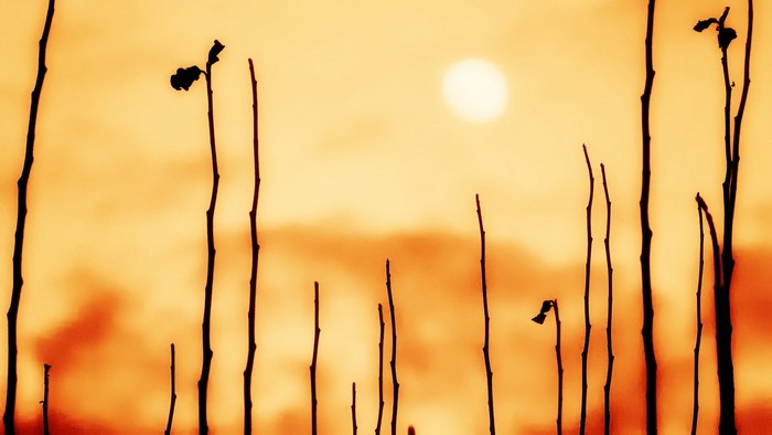 Silhouettes of branches against a hazy sunset sky