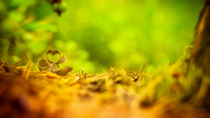 Heart-shaped leaf on forest floor with bokeh background