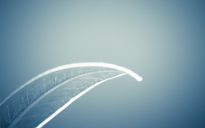 Close-up of a curved leaf with sunlight