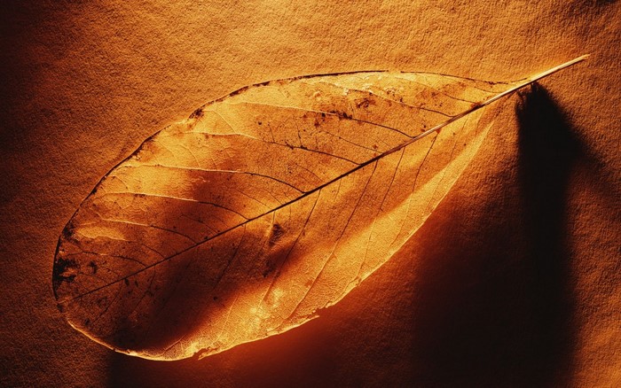 Close up of a dry autumn leaf with veins
