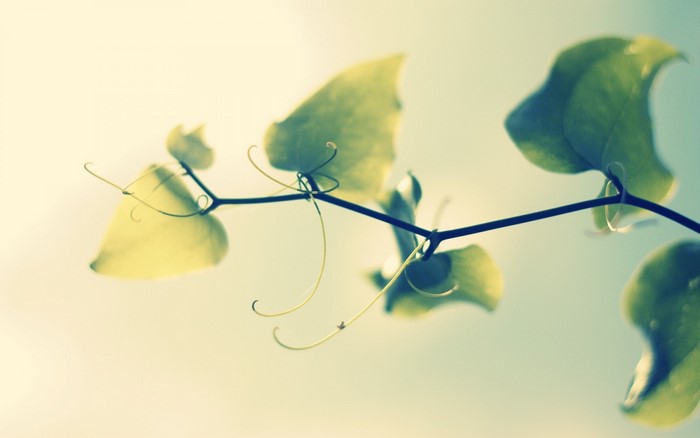 Close-up of a plant branch with green leaves and tendrils