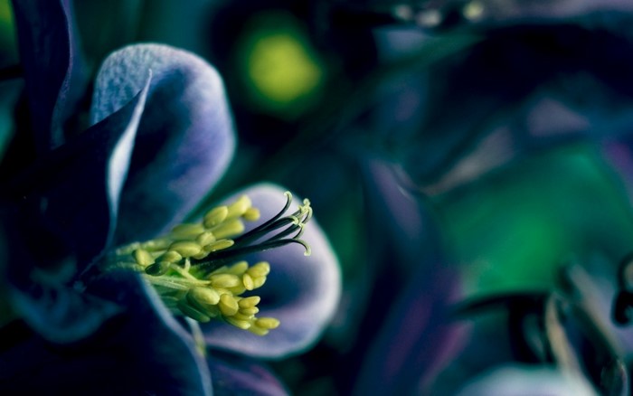 Close-up of a purple flower with yellow stamens