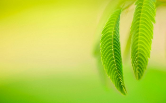 Close up of green leaves with sunlight