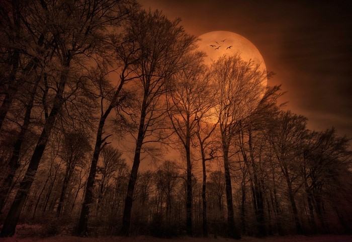 Bare trees silhouetted against a large orange moon