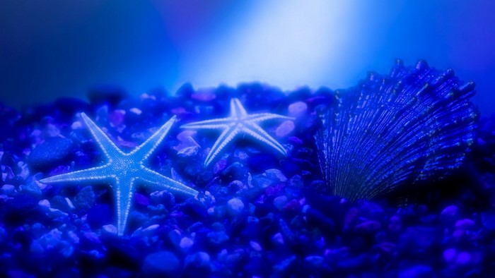 Two starfish and a seashell on a blue seabed