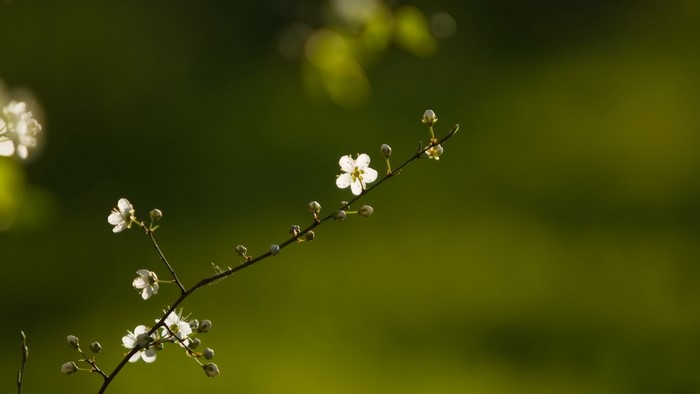 Close up of white flowers on a branch with green background