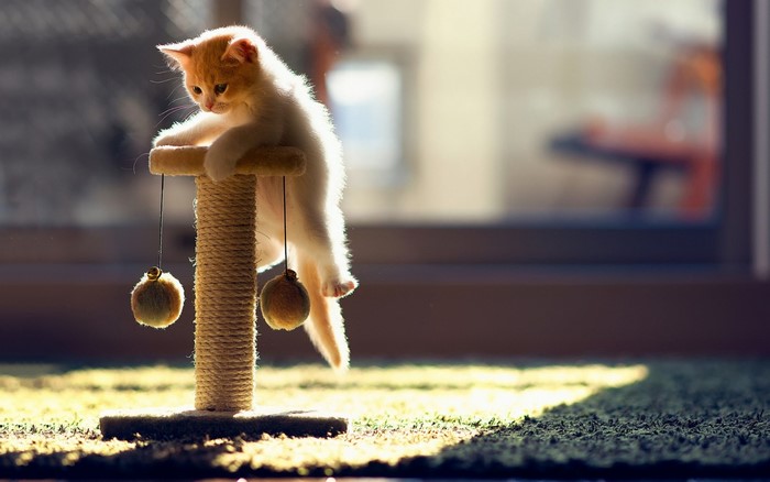 Kitten playing on a scratching post with toys