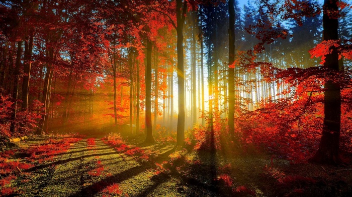 Sunlight filtering through autumn forest trees