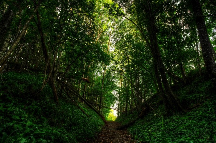 Sunlight Filtering Through Dense Green Forest