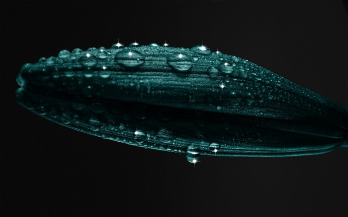 Close-up of a teal flower bud with water drops